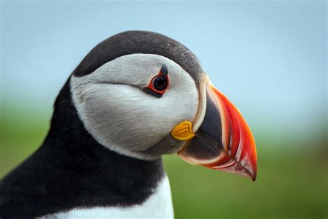 The Puffins: In Search